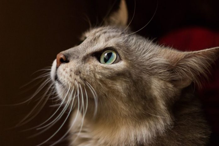 avstcat-