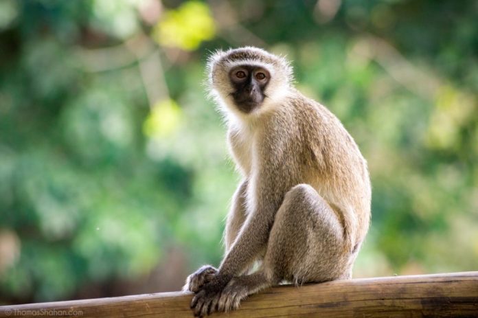 Vervet