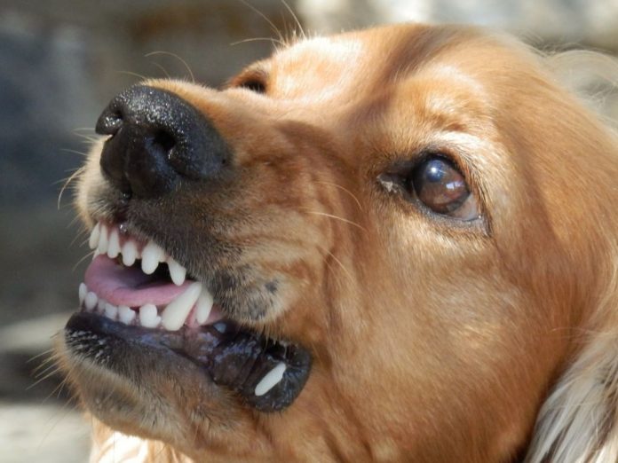 Deltadog-