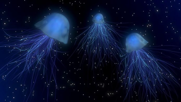 jellyfish316