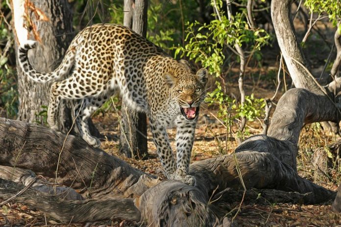 leopard321