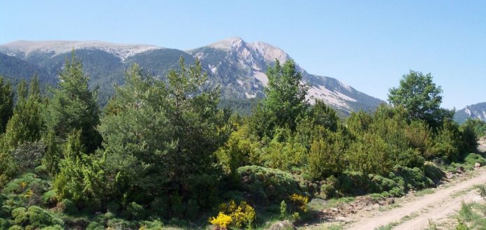 Guara-