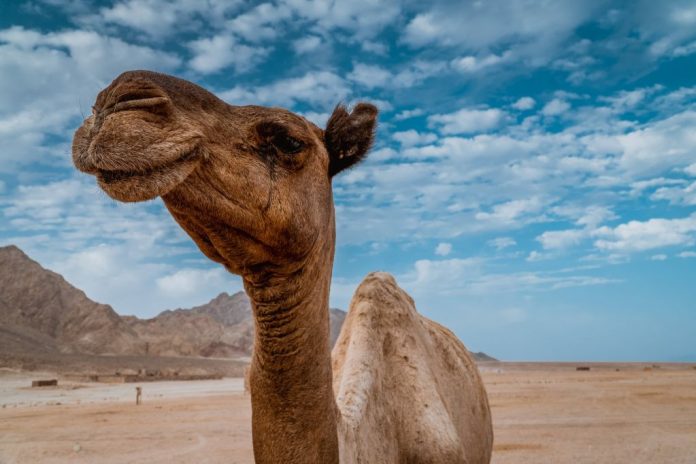 cameltraum-
