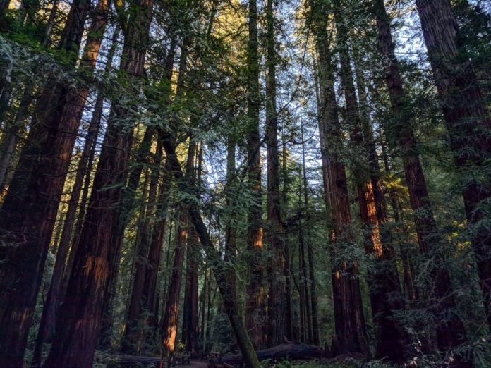 MuirWoods-