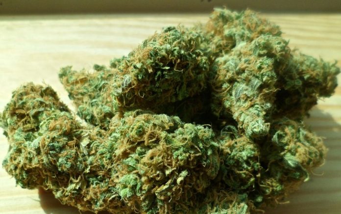 cannabis344