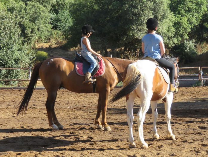 horse340-