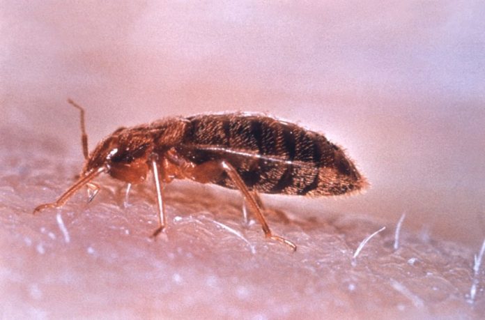 Cimexlectularius-