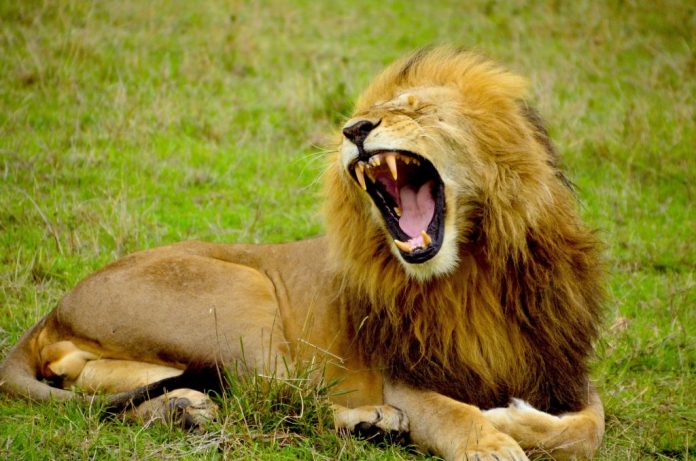 lion-1977123_1920