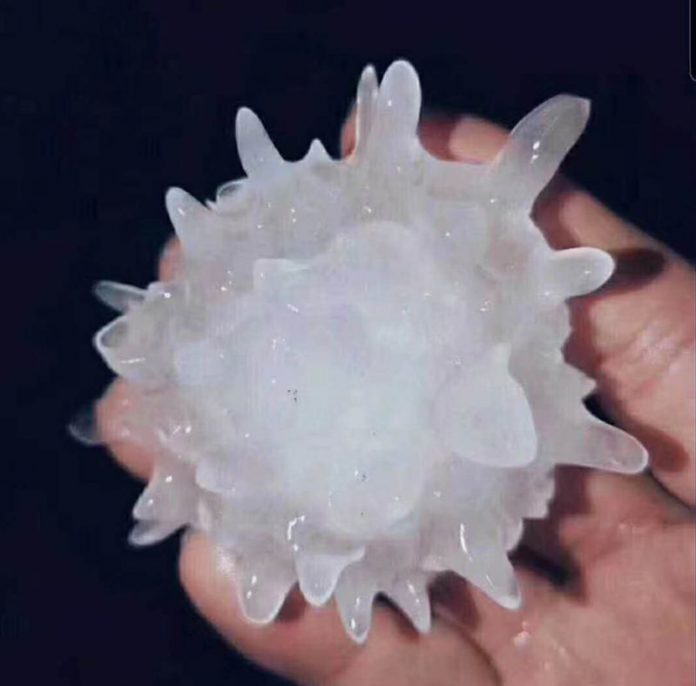 coronagradus