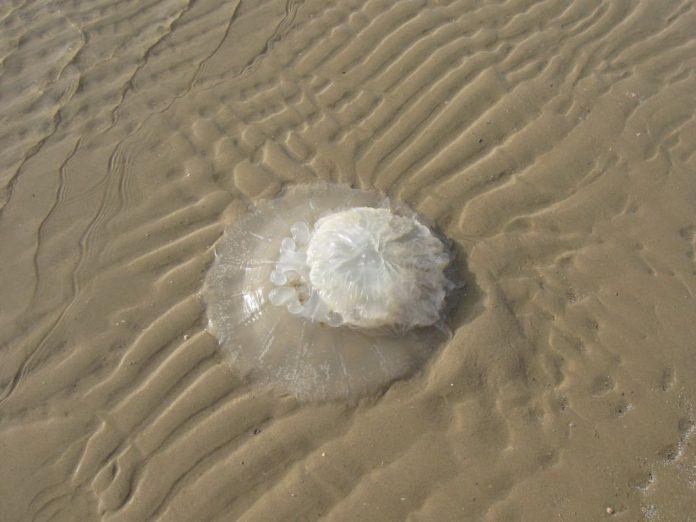 Medusa362-