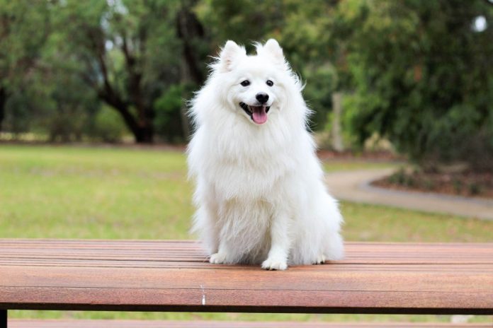 margodog-