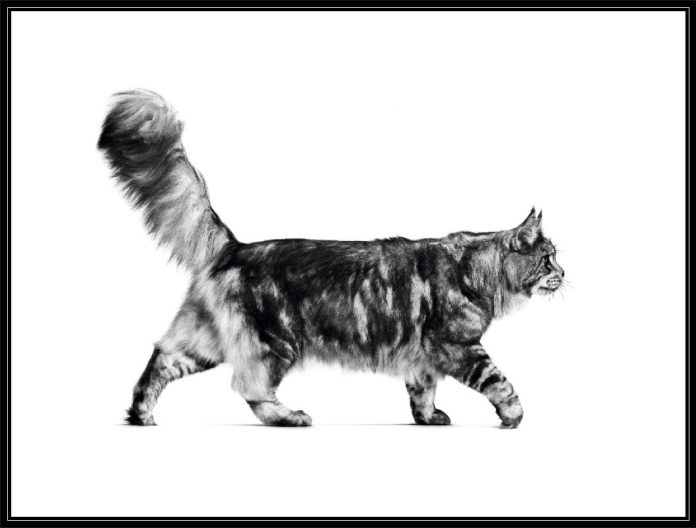 ozdor369MAINE_COON_ADULT (Medium)