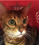 catsonya