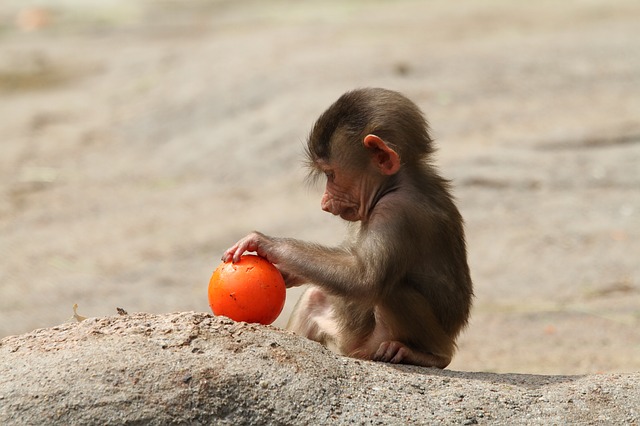 baboon-989132_640
