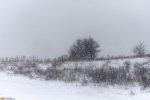 golan_snow_010_20210120_IMG_1293