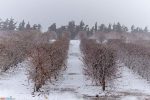 golan_snow_034_20210120_IMG_0726