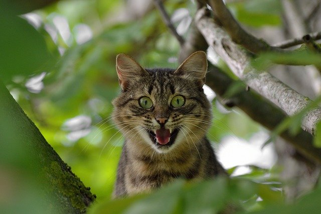 cat-1641959_640