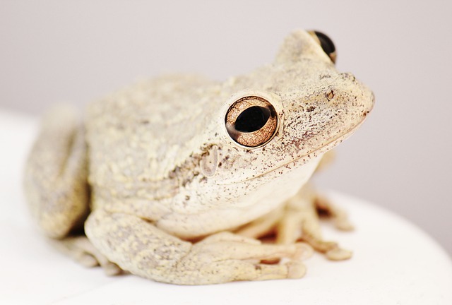 frog-5437468_640
