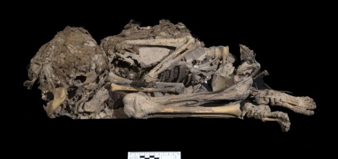 27-6000 years skeleton. Photo-Clara Amit Israel Antiquities Authority