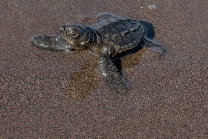 seaturtle402