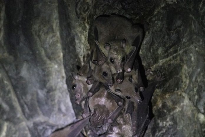 Nipah-