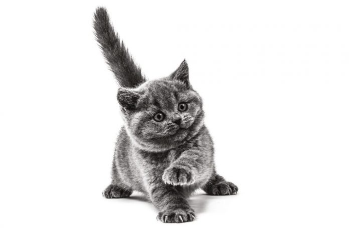 BRITISH_SHORTHAIR_KITTEN_-_BREED_EMBLEMATIC_Med._Res.___Basic