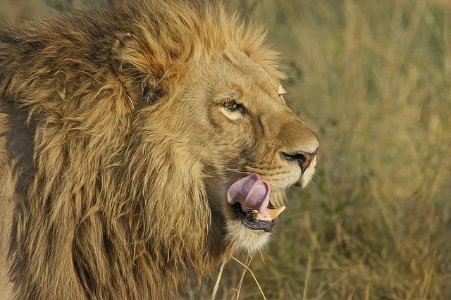 lion-gb660ca286_640