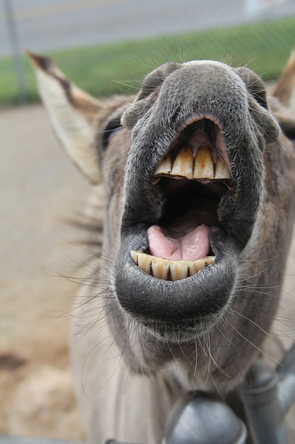 donkey-gb9017632c_640