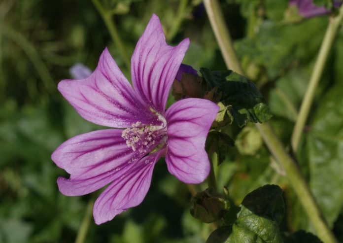 Malva456