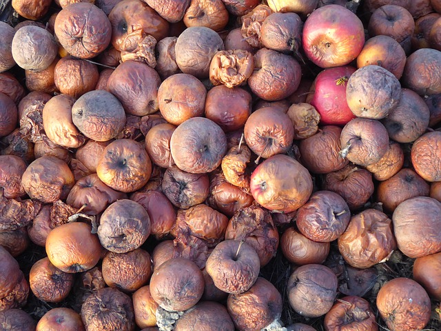 cider-apples-g7e6b079e3_640