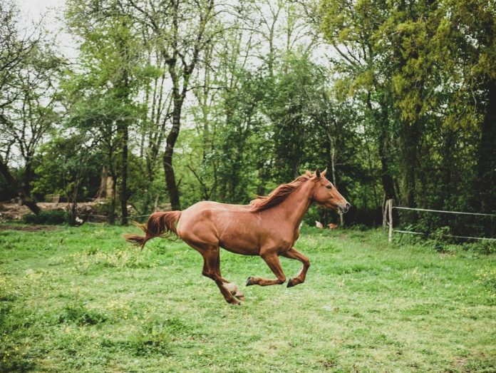 horsedarom-