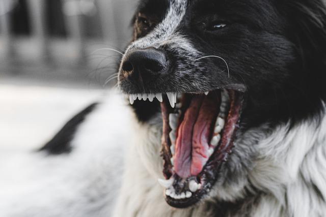 dog-g7acc6a142_640