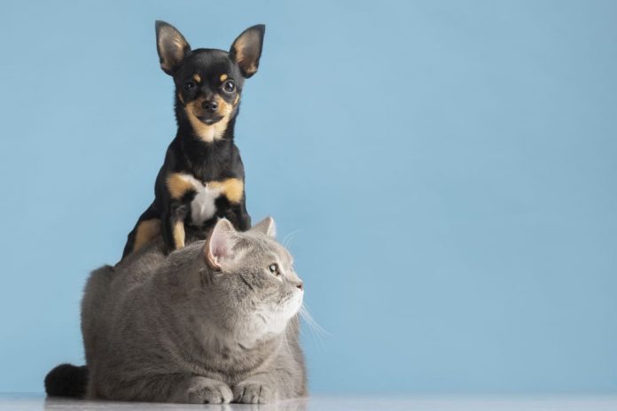beautiful-pet-portrait-small-dog-cat