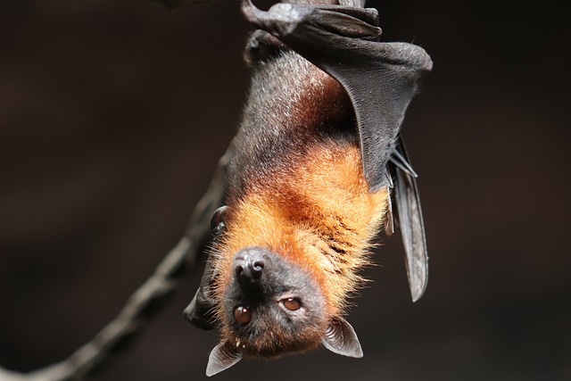 bat-gc7665e75f_640