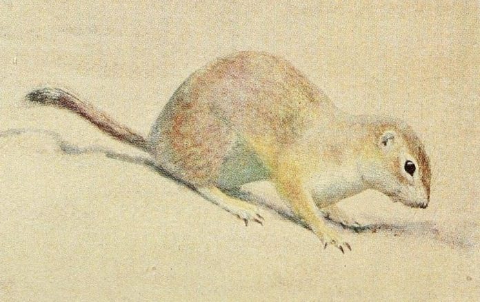 susdino-