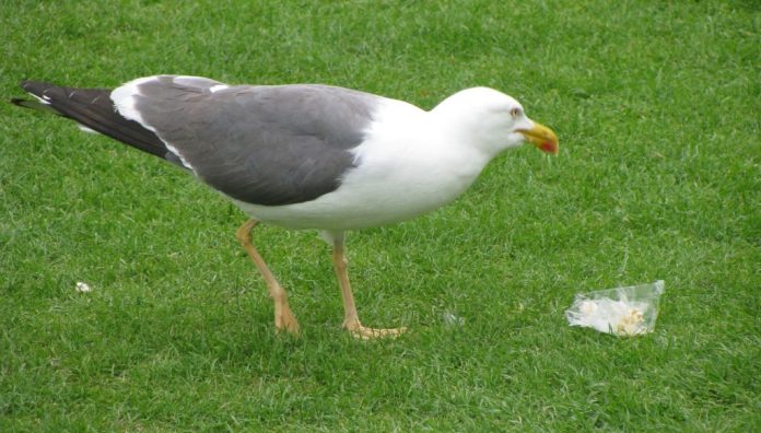plastikoz-