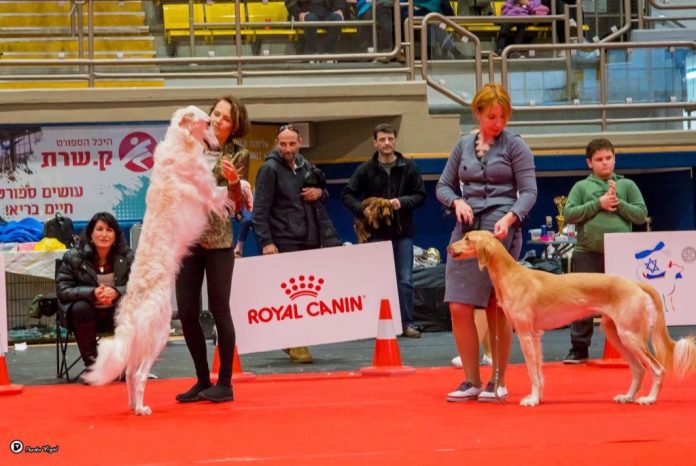royalcanin512Image