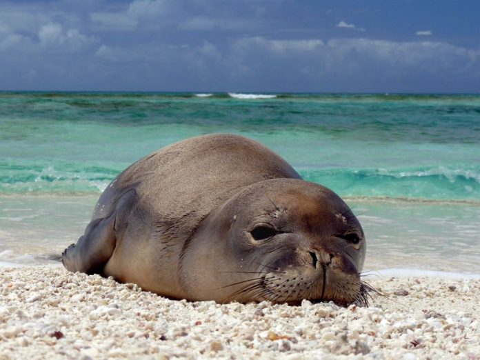 monkseal