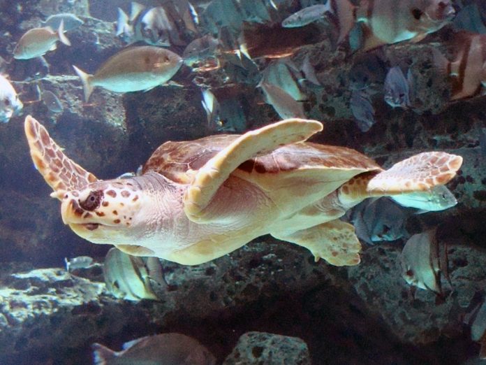 Loggerhead
