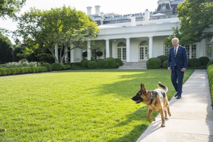 bidendog-