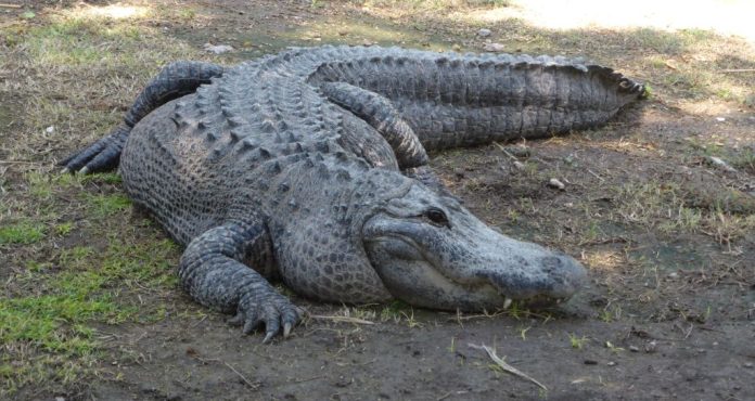 croco1631