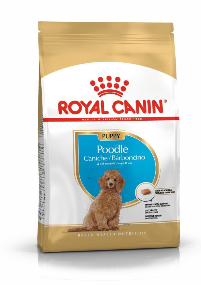 POODLE_puppy