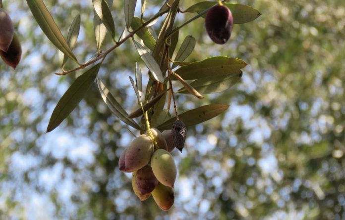 olive1644Clipboard_10-31-2025_06-