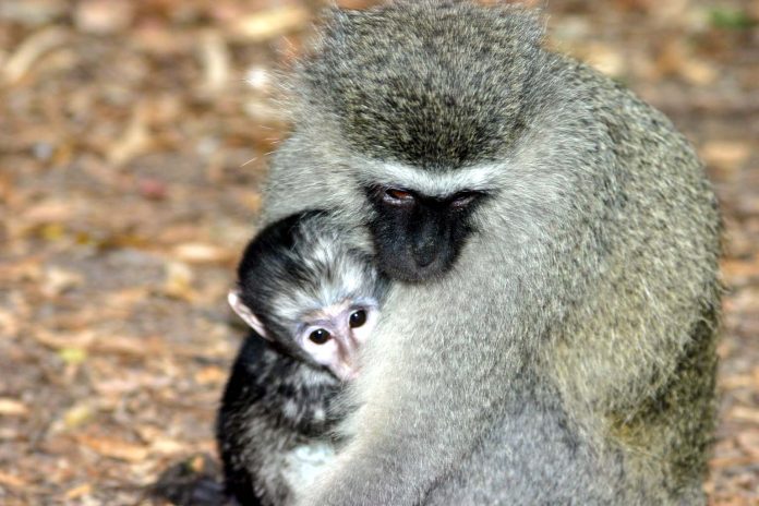 Vervet1655