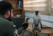 64 зеленых обезьяны