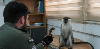 64 зеленых обезьяны