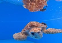 Черепахи возвращаются в море