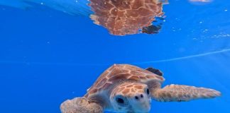 Черепахи возвращаются в море