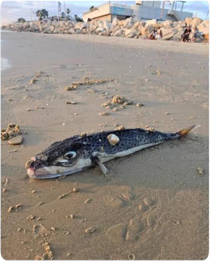 Fugu fish