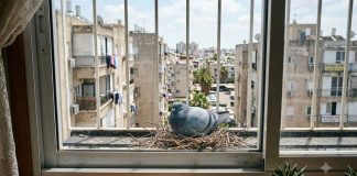 Птички небесные, зараза земная
